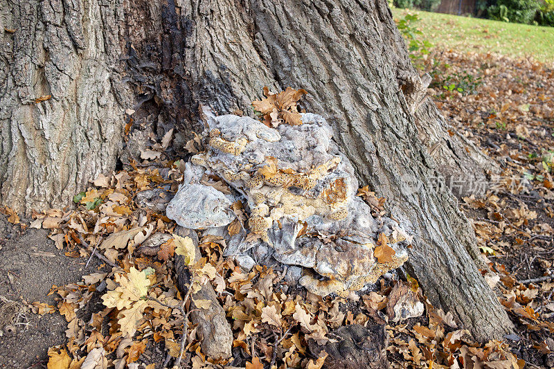 疣橡树Polypore真菌，也知道哭泣的Conk，哭泣Polypore，橡树支架，Inonotus Dryadeus